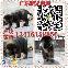 广州高加索犬价格 纯种高加索犬 广州高加索犬多少钱