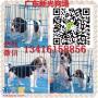 广州专业比格犬繁殖场广州新光狗场有卖纯种比格犬
