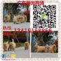 广州专业金毛犬繁殖场广州新光狗场有卖纯种金毛犬
