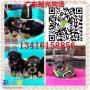 广州专业雪纳瑞犬繁殖场广州新光狗场有卖纯种雪纳瑞犬