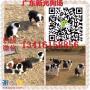 广州边度有狗场 纯种边境牧羊犬 广州边境牧羊犬价钱多少