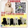 广州拉布拉多导盲犬价位 广州哪里有卖纯种拉布拉多犬