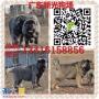 广州专业高加索犬繁殖场广州新光狗场有卖纯种高加索犬