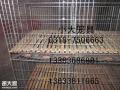 供应鸽子笼兔子笼鸡笼子鹧鸪笼宠物笼运输笼鹌鹑笼铁丝网塑料网养殖网